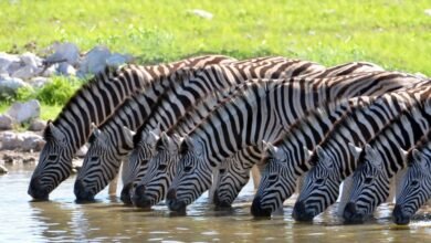 Wildlife Tours in Cape Town