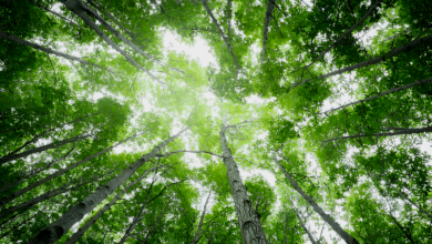 Environment